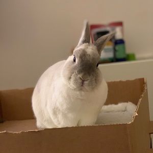 Meet your Posher, Xin